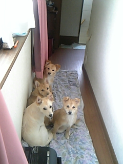 尾道のエステはAngeへ！こいつらに癒されてますー(#^.^#)