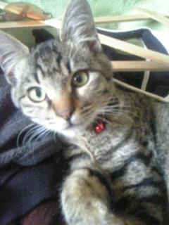 尾道のエステブログ　やっと定休日。。。。