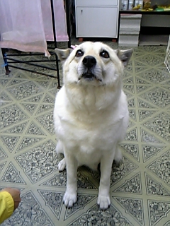 尾道のエステブログ　うちのわんこ＾＾４連発＾＾