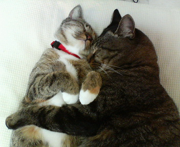 広島県尾道因島でﾌﾞﾗｲﾀﾞﾙｴｽﾃ、ﾏﾂｴｸ、特殊美肌など女性の美と癒しを提供するｻﾛﾝAnge(ｱﾝｼﾞｭ)の日々ﾌﾞﾛｸﾞ