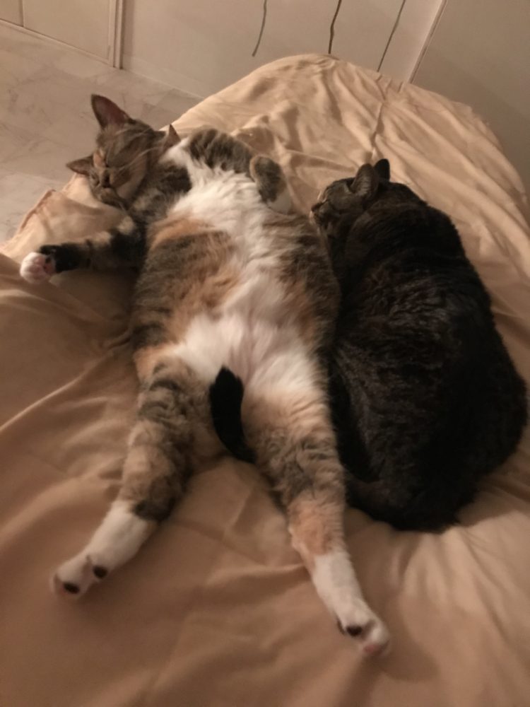 「献身的」とは～尾道エステブログ～アンジュ