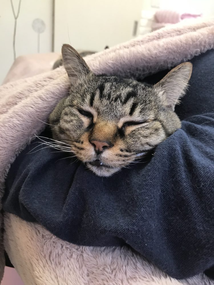 にゃんこのお仕事～尾道エステブログ～アンジュ