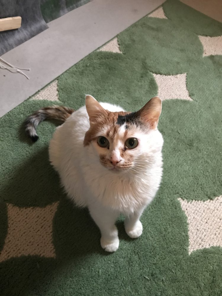 発表します‼️～尾道エステブログ～アンジュ