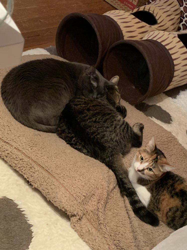 糖質と炭水化物の違い～尾道エステブログ～アンジュ