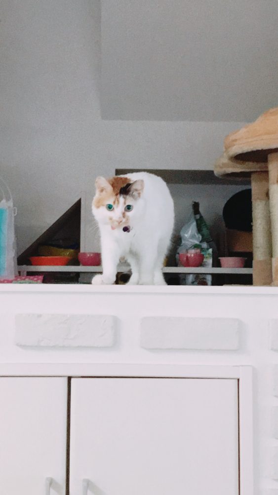 プチ断食～尾道エステブログ～アンジュ