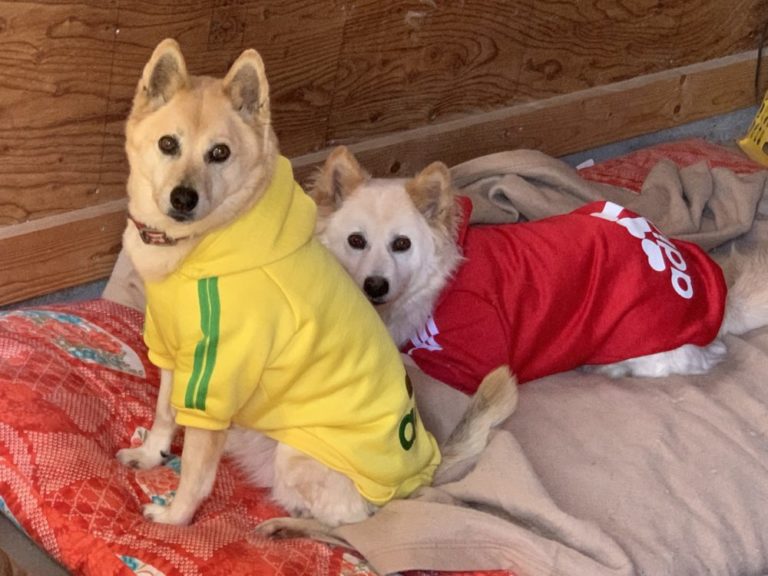 本日は保護犬達も出番です～尾道エステブログ～アンジュ